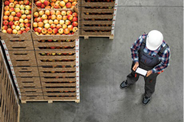 Worker in warehouse inspecting produce with tablet